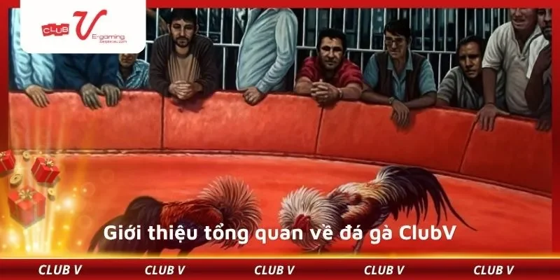 Giới thiệu tổng quan về đá gà ClubV