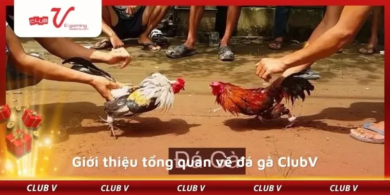 Những điểm đặc biệt chỉ có ở nhà cái